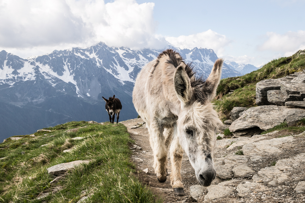 USPS still uses mules to deliver mail