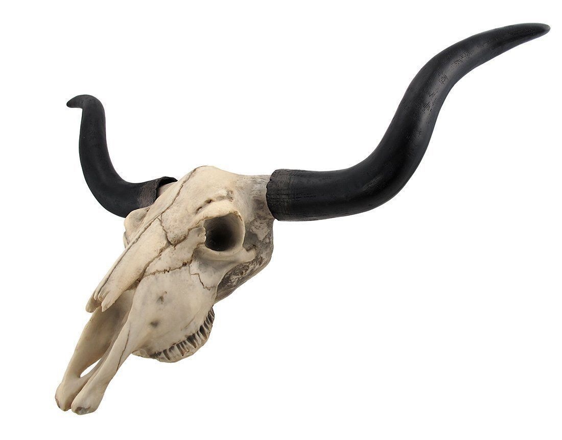 Longhorn skull
