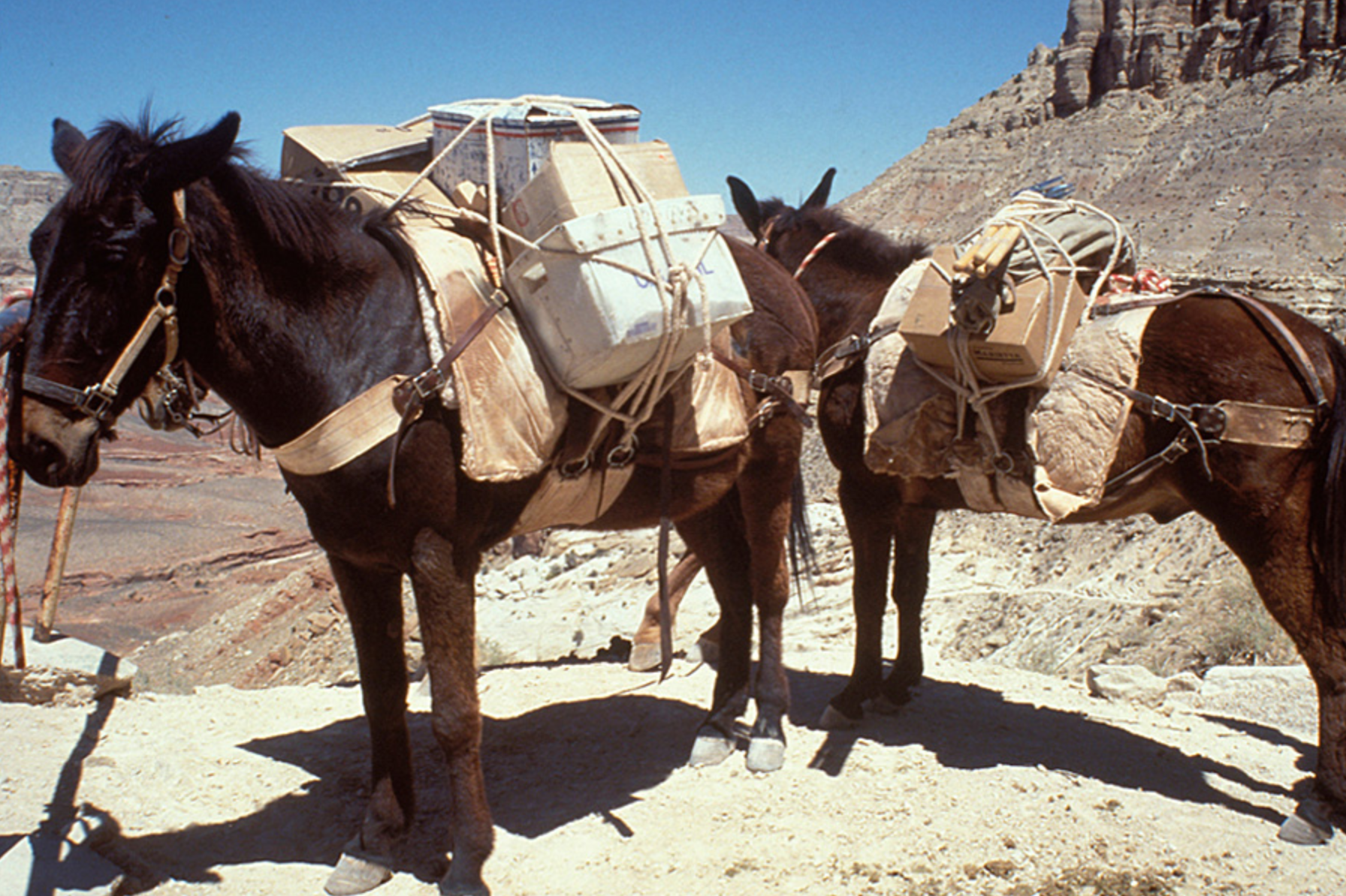 USPS still uses mules to deliver mail to Supai, Arizona