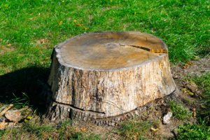 tree stump