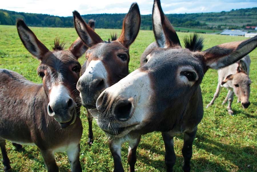 donkey and mules