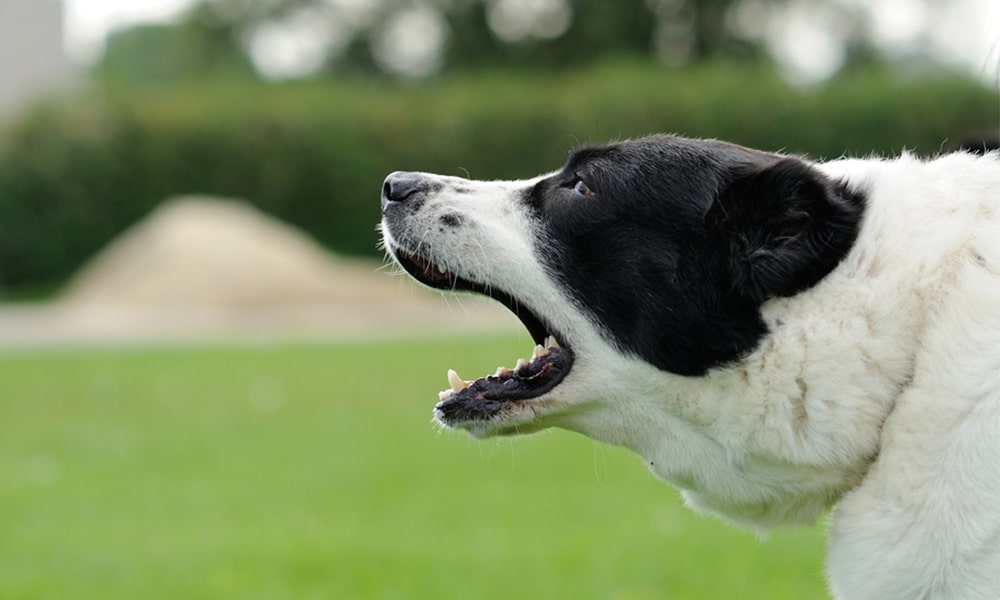 USPS workers attacked by dogs 5,800 times in 2020