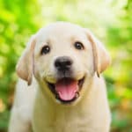 It is prohibited to ship a dog with UPS